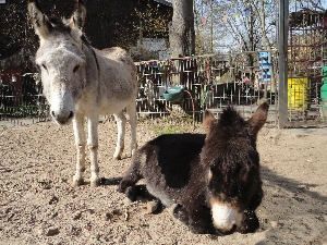 Die Esel Emil und Felix